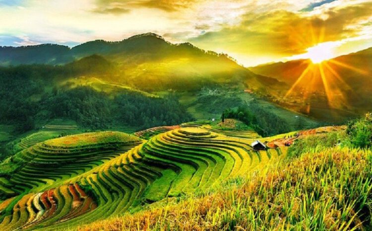 mu cang chai mua lua chin 2n1d 1215 4